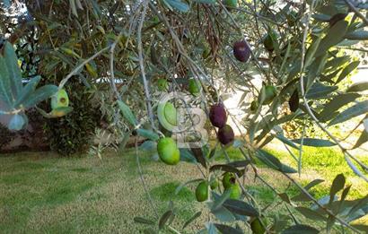 Çeşmealtı Güvendik Mah. Tek Katlı 4+1 Satılık Müstakil Villa