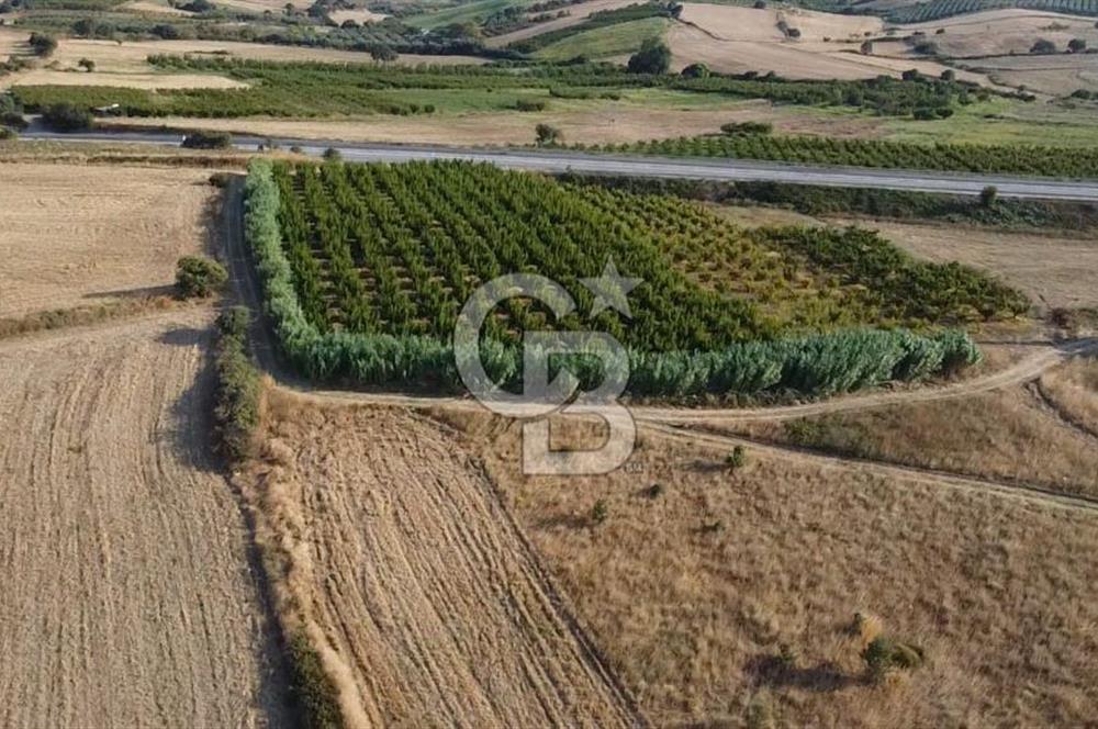 ÇANAKKALE LAPSEKİ ÇARDAK DOĞA VE DENİZ MANZARALI SATILIK ARSA