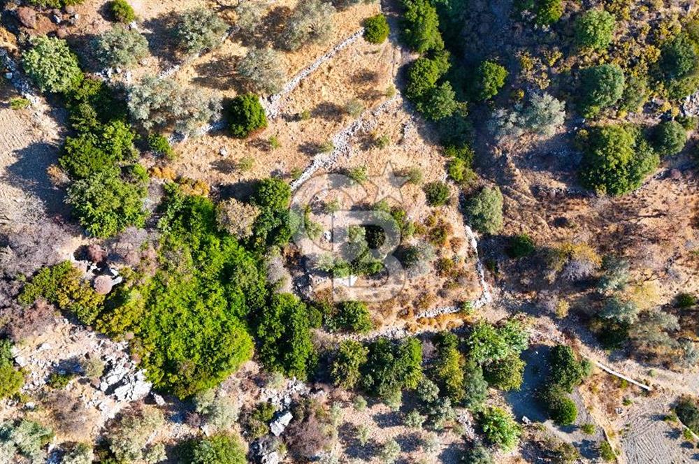 Datça Mesudiye'de Panaromik Deniz Manzaralı Zeytinlik..