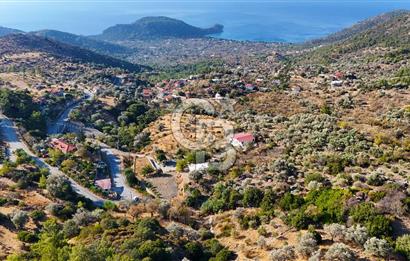 Datça Mesudiye'de Panaromik Deniz Manzaralı Zeytinlik..