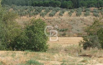 ÇANAKKALE LAPSEKİ KEMİKALAN MEVKİ SATILIK VERİMLİ 15 DÖNÜM TARLA