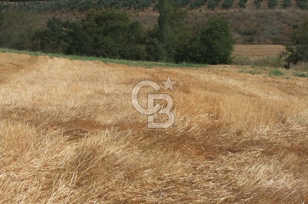 ÇANAKKALE LAPSEKİ KEMİKALAN MEVKİ SATILIK VERİMLİ 15 DÖNÜM TARLA