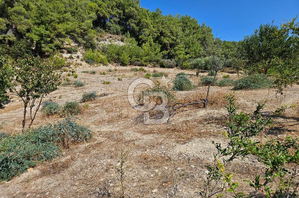 Mersin Yenişehir Turunçlu da Satılık Tarla 