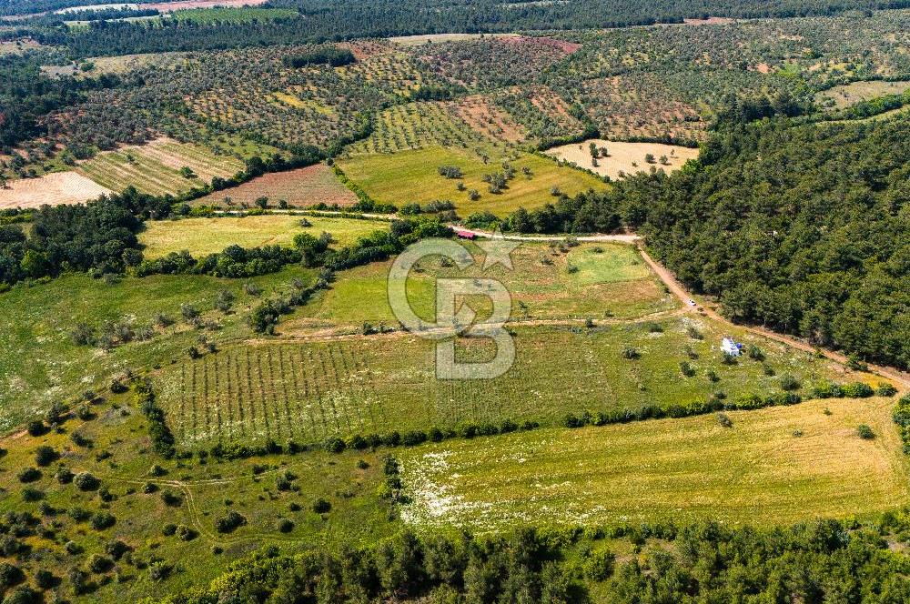 ÇANAKKALE BAYRAMİÇ ZEYTİNLİDE SATILIK ORGANİK TARIMA UYGUN ARAZİ