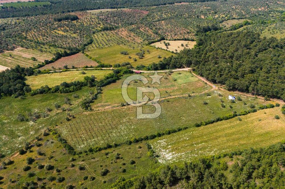 ÇANAKKALE BAYRAMİÇ ZEYTİNLİDE SATILIK ORGANİK TARIMA UYGUN ARAZİ