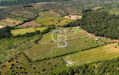 ÇANAKKALE BAYRAMİÇ ZEYTİNLİDE SATILIK ORGANİK TARIMA UYGUN ARAZİ