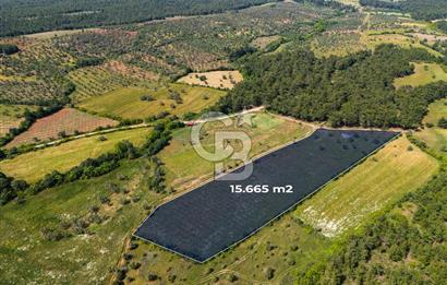 ÇANAKKALE BAYRAMİÇ ZEYTİNLİDE SATILIK ORGANİK TARIMA UYGUN ARAZİ