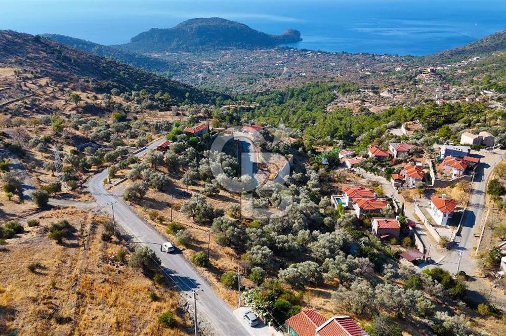 Datça Mesudiye'de Yolu Olan, Deniz Manzaralı Zeytinlik..