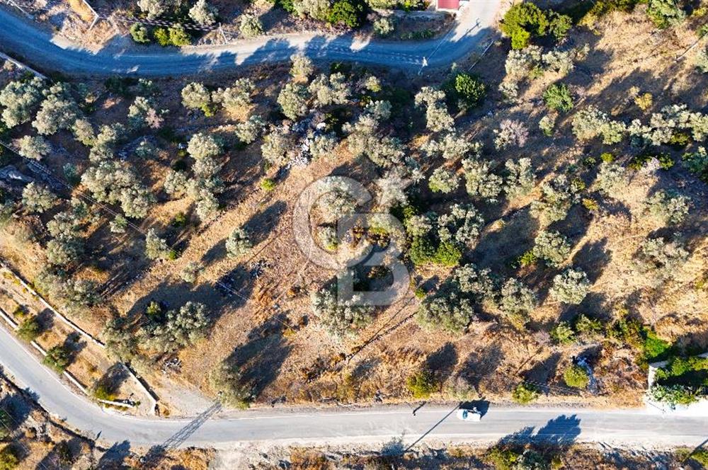 Datça Mesudiye'de Yolu Olan, Deniz Manzaralı Zeytinlik..