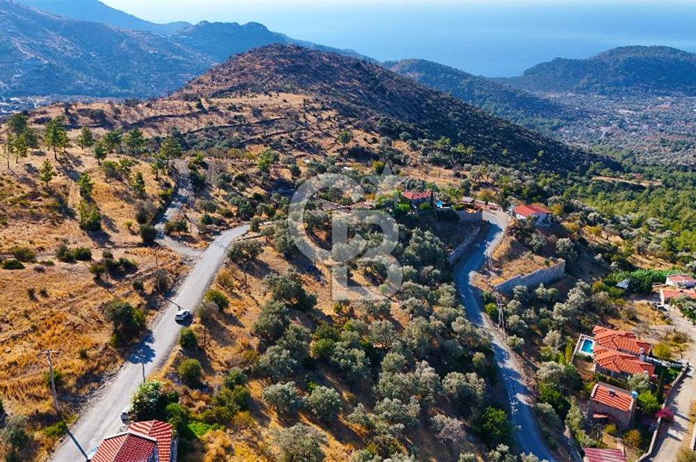 Datça Mesudiye'de Yolu Olan, Deniz Manzaralı Zeytinlik..