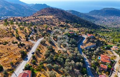 Datça Mesudiye'de Yolu Olan, Deniz Manzaralı Zeytinlik..