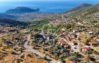 Datça Mesudiye'de Yolu Olan, Deniz Manzaralı Zeytinlik..