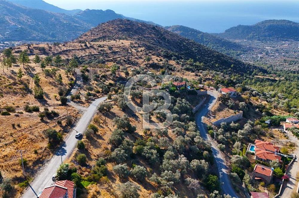 Mesudiye'de Ana Yola Cepheli, Deniz Manzaralı Zeytinlik..