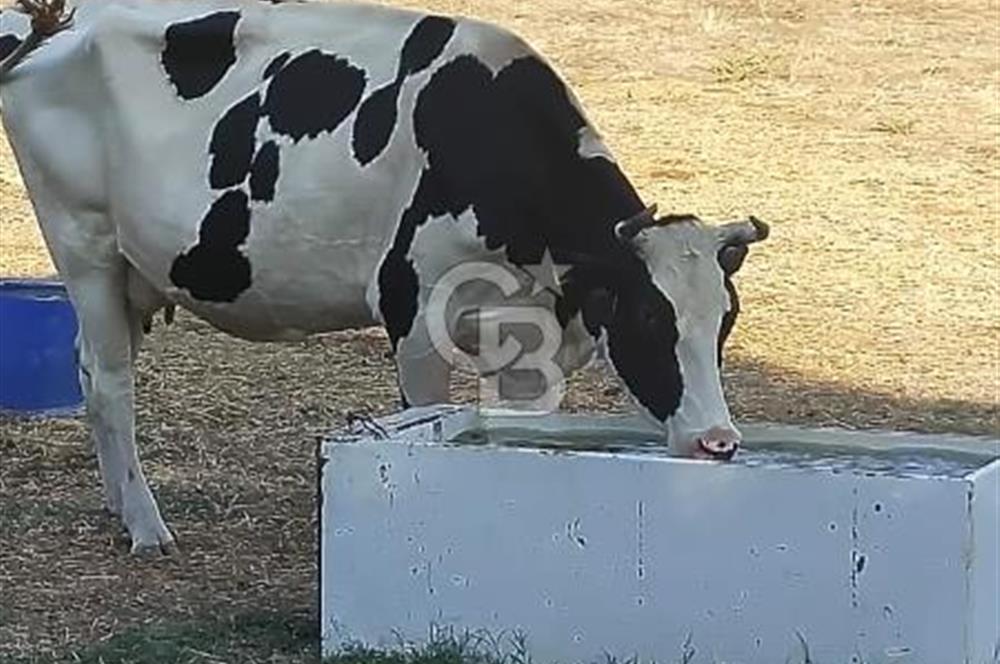 BALIKESİR GÖNEN İLÇESİ SATILIK TARLA