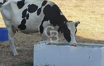 BALIKESİR GÖNEN İLÇESİ SATILIK TARLA