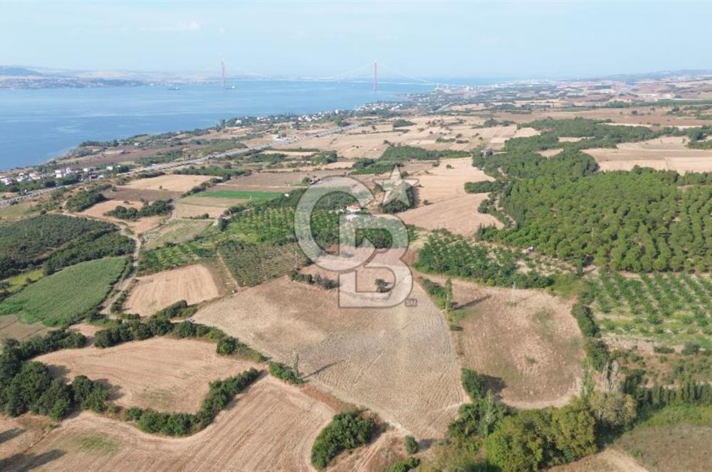 ÇANAKKALE LAPSEKİ KEMİKALAN KÖYÜ SATILIK VERİMLİ TARLA