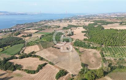 ÇANAKKALE LAPSEKİ KEMİKALAN KÖYÜ SATILIK VERİMLİ TARLA