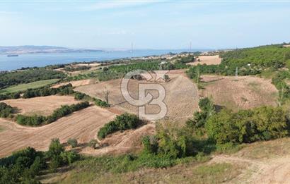 ÇANAKKALE LAPSEKİ KEMİKALAN KÖYÜ SATILIK VERİMLİ TARLA