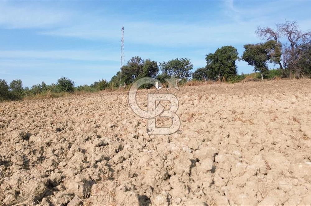 ÇANAKKALE LAPSEKİ KEMİKALAN KÖYÜ SATILIK VERİMLİ TARLA