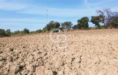 ÇANAKKALE LAPSEKİ KEMİKALAN KÖYÜ SATILIK VERİMLİ TARLA