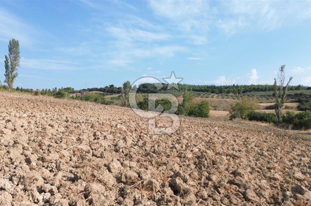 ÇANAKKALE LAPSEKİ KEMİKALAN KÖYÜ SATILIK VERİMLİ TARLA