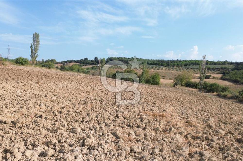 ÇANAKKALE LAPSEKİ KEMİKALAN KÖYÜ SATILIK VERİMLİ TARLA