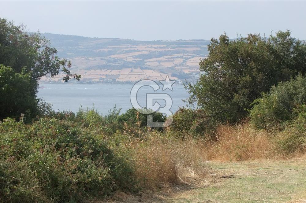 ÇANAKKALE LAPSEKİ KEMİKALAN KÖYÜ SATILIK VERİMLİ TARLA