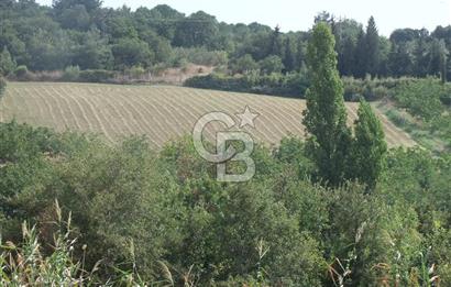 ÇANAKKALE LAPSEKİ KEMİKALAN KÖYÜ SATILIK VERİMLİ TARLA