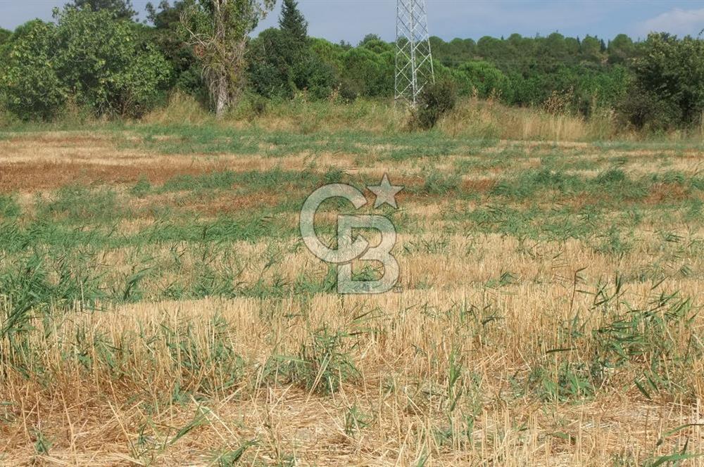 ÇANAKKALE LAPSEKİ KEMİKALAN KÖYÜ SATILIK VERİMLİ TARLA