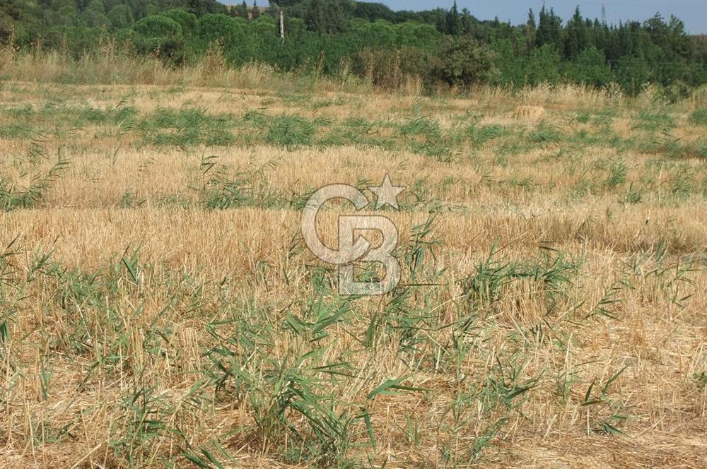 ÇANAKKALE LAPSEKİ KEMİKALAN KÖYÜ SATILIK VERİMLİ TARLA