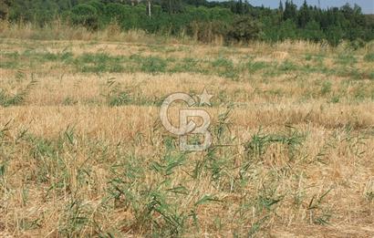 ÇANAKKALE LAPSEKİ KEMİKALAN KÖYÜ SATILIK VERİMLİ TARLA