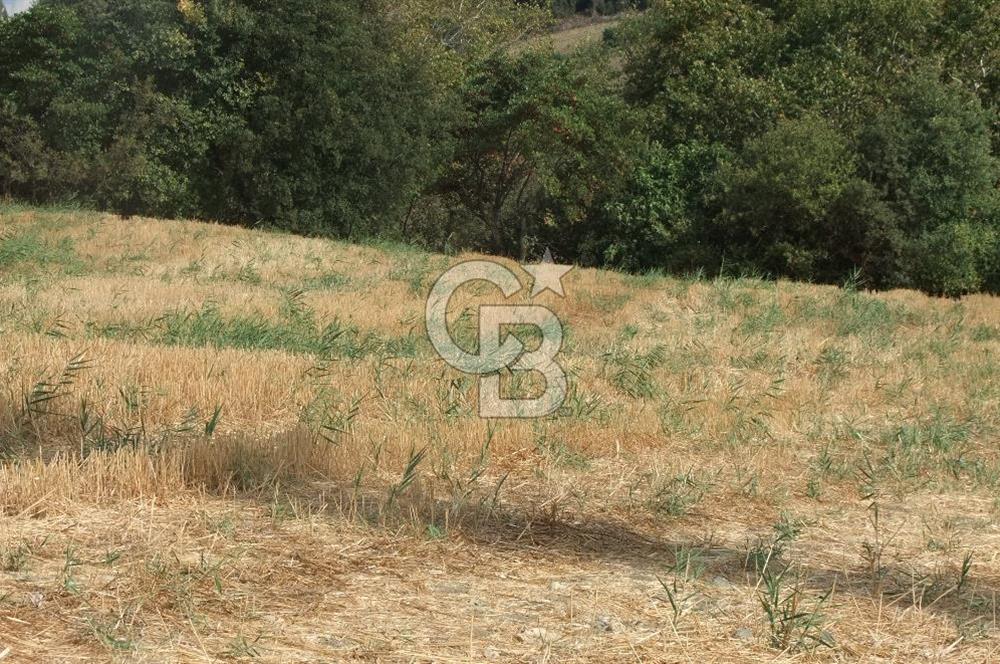 ÇANAKKALE LAPSEKİ KEMİKALAN KÖYÜ SATILIK VERİMLİ TARLA