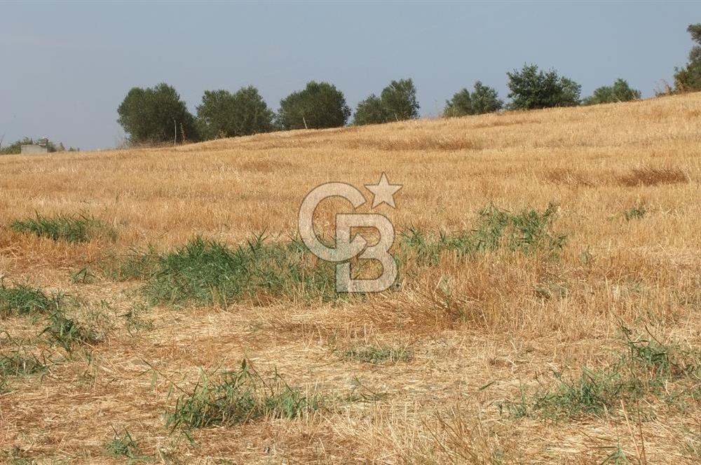 ÇANAKKALE LAPSEKİ KEMİKALAN KÖYÜ SATILIK VERİMLİ TARLA