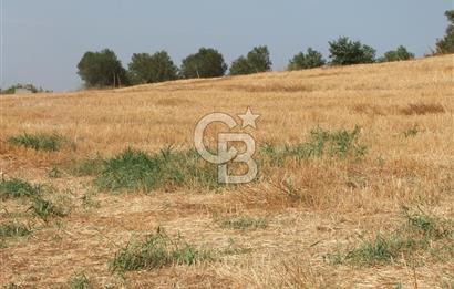 ÇANAKKALE LAPSEKİ KEMİKALAN KÖYÜ SATILIK VERİMLİ TARLA