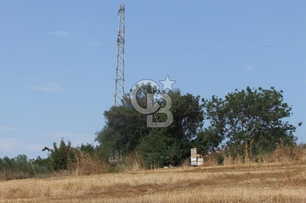 ÇANAKKALE LAPSEKİ KEMİKALAN KÖYÜ SATILIK VERİMLİ TARLA