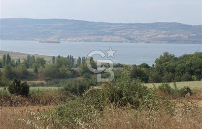 ÇANAKKALE LAPSEKİ KEMİKALAN KÖYÜ SATILIK VERİMLİ TARLA