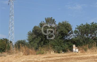 ÇANAKKALE LAPSEKİ KEMİKALAN KÖYÜ SATILIK VERİMLİ TARLA