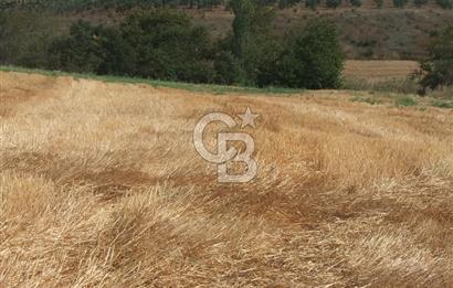 ÇANAKKALE LAPSEKİ KEMİKALAN KÖYÜ SATILIK VERİMLİ TARLA