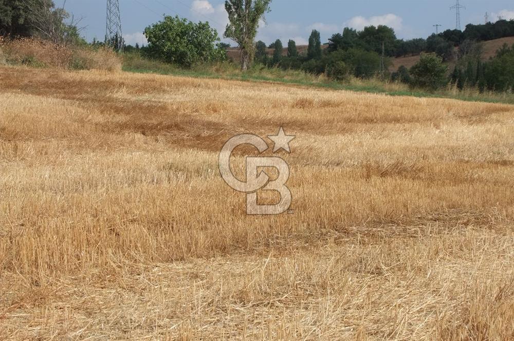 ÇANAKKALE LAPSEKİ KEMİKALAN KÖYÜ SATILIK VERİMLİ TARLA