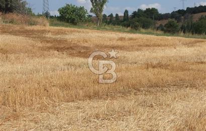 ÇANAKKALE LAPSEKİ KEMİKALAN KÖYÜ SATILIK VERİMLİ TARLA