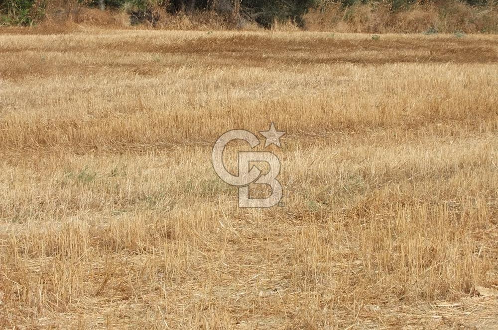 ÇANAKKALE LAPSEKİ KEMİKALAN KÖYÜ SATILIK VERİMLİ TARLA