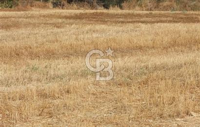 ÇANAKKALE LAPSEKİ KEMİKALAN KÖYÜ SATILIK VERİMLİ TARLA