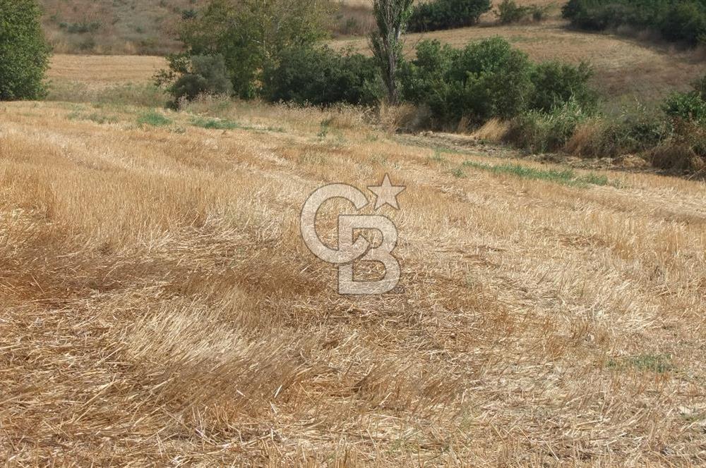 ÇANAKKALE LAPSEKİ KEMİKALAN KÖYÜ SATILIK VERİMLİ TARLA