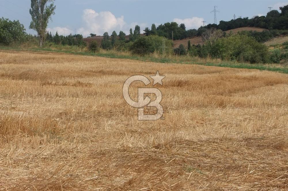 ÇANAKKALE LAPSEKİ KEMİKALAN KÖYÜ SATILIK VERİMLİ TARLA