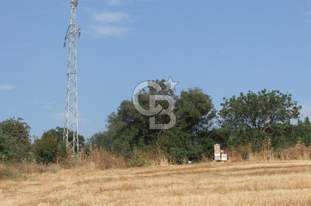 ÇANAKKALE LAPSEKİ KEMİKALAN KÖYÜ SATILIK VERİMLİ TARLA