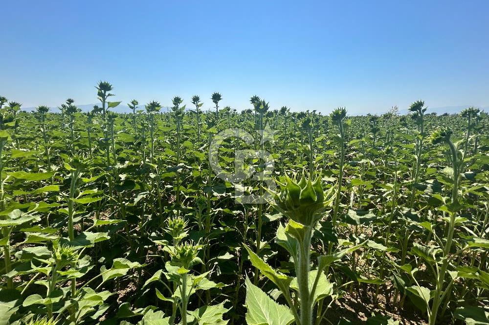 İzmir Menemen Seyrek'te 13 dönüm satılık tarla