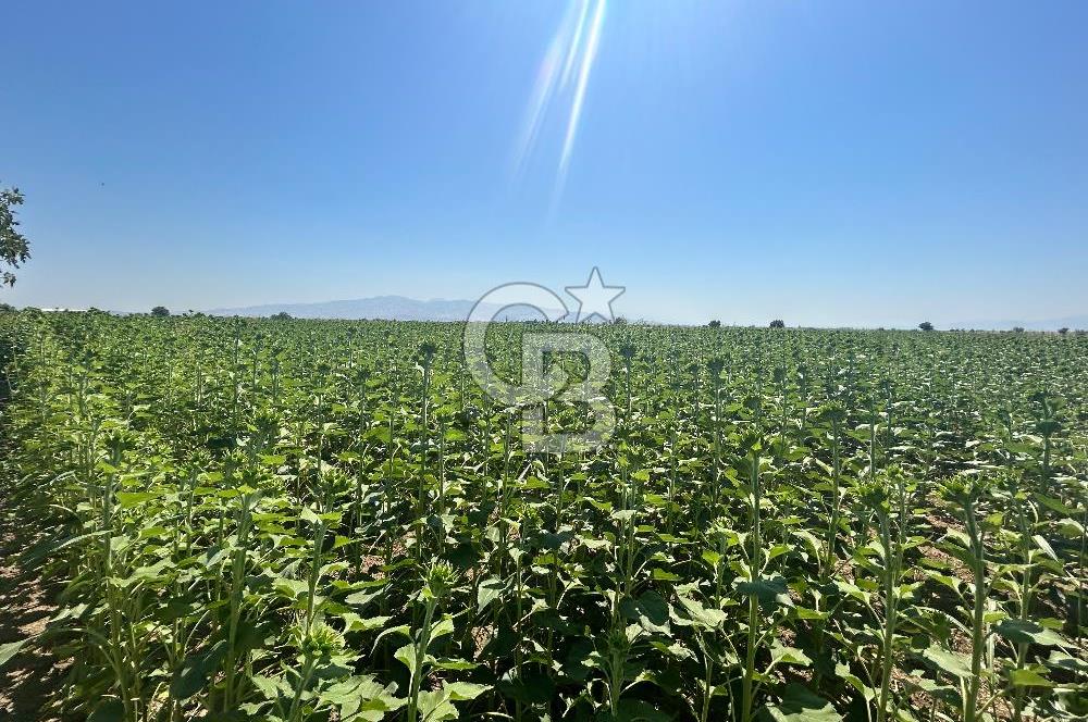 İzmir Menemen Seyrek'te 13 dönüm satılık tarla