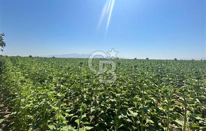 İzmir Menemen Seyrek'te 13 dönüm satılık tarla