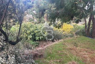 İzmir Foça Kozbeyli'de Yol üstünde satılık zeytinlik