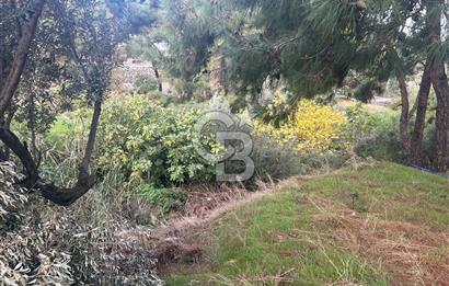 İzmir Foça Kozbeyli'de Yol üstünde satılık zeytinlik